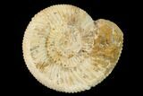 Jurassic Ammonite (Perisphinctes) Fossil - Madagascar #152781-1